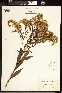 Solidago gigantea image