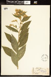 Solidago gigantea image