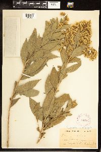 Solidago gigantea image