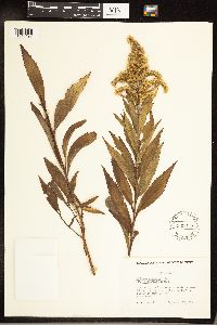 Solidago gigantea image