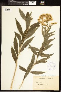 Solidago gigantea image