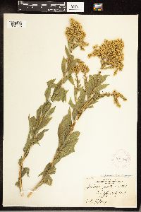 Solidago gigantea image