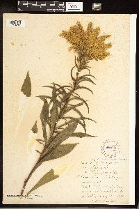 Solidago gigantea image