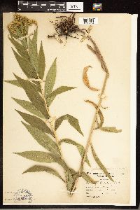 Solidago gigantea image