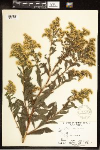 Solidago gigantea image