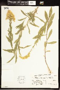 Solidago gigantea image