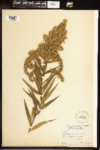 Solidago gigantea image