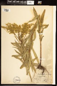 Solidago gigantea image