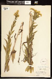 Solidago gigantea image