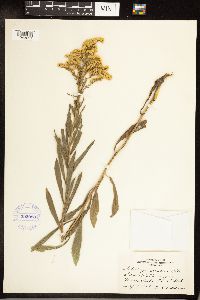 Solidago gigantea image