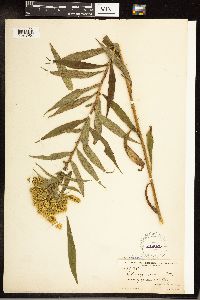 Solidago gigantea image