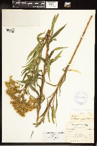 Solidago gigantea image