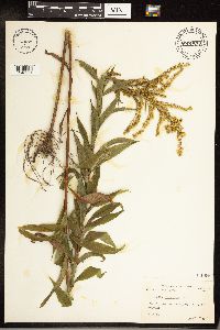 Solidago gigantea image