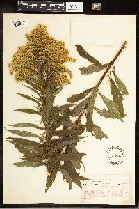 Solidago gigantea image