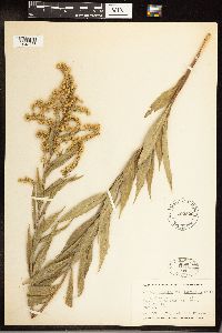 Solidago gigantea image