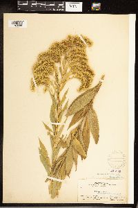 Solidago gigantea image