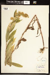 Solidago gigantea image