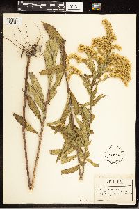 Solidago gigantea image