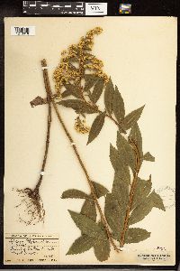 Solidago gigantea image