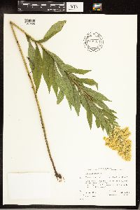 Solidago gigantea image