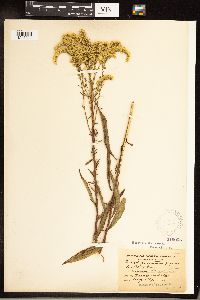 Solidago gigantea image