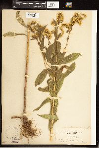 Solidago gigantea image