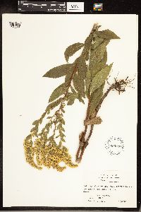 Solidago gigantea image