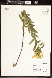 Solidago gigantea image