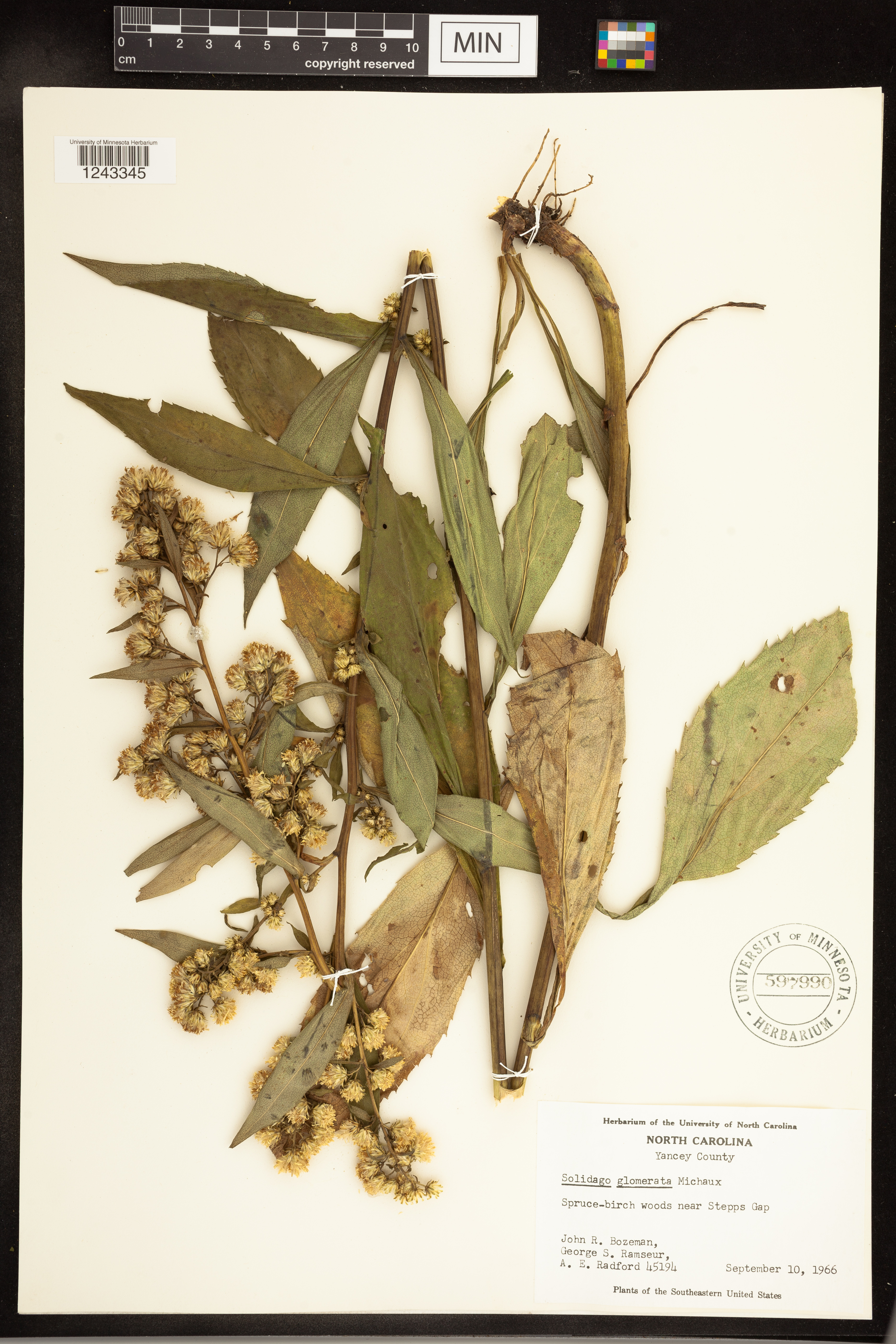 Solidago glomerata image