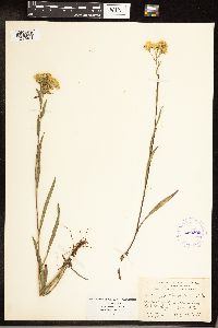 Solidago houghtonii image