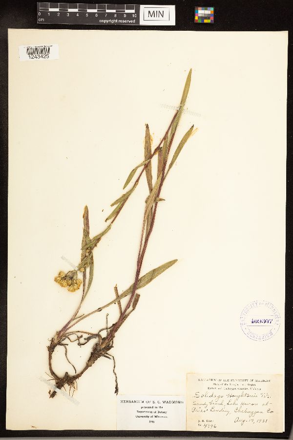 Solidago houghtonii image