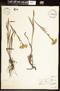 Solidago houghtonii image