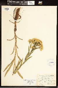 Solidago houghtonii image