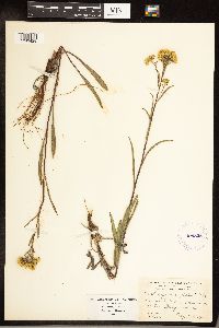 Solidago houghtonii image