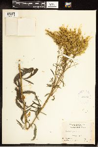 Solidago juncea image