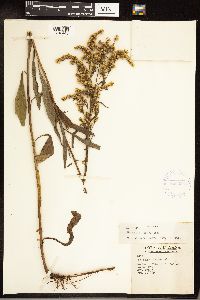 Solidago juncea image