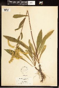 Solidago juncea image