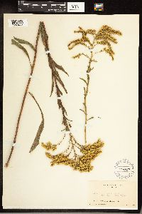 Solidago juncea image