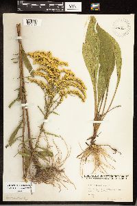 Solidago juncea image