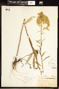 Solidago juncea image