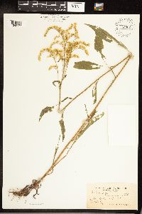 Solidago juncea image