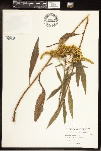 Solidago juncea image