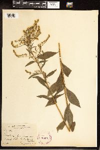 Solidago juncea image