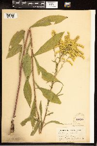 Solidago juncea image