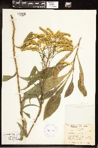 Solidago juncea image