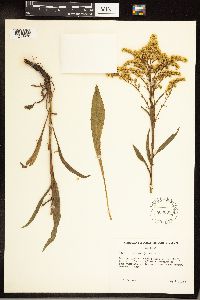 Solidago juncea image