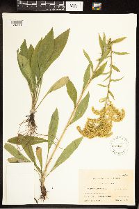 Solidago juncea image