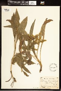 Solidago juncea image