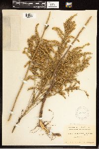 Solidago juncea image