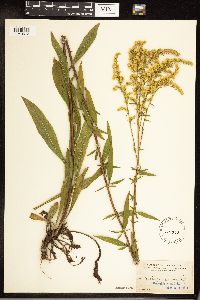 Solidago juncea image